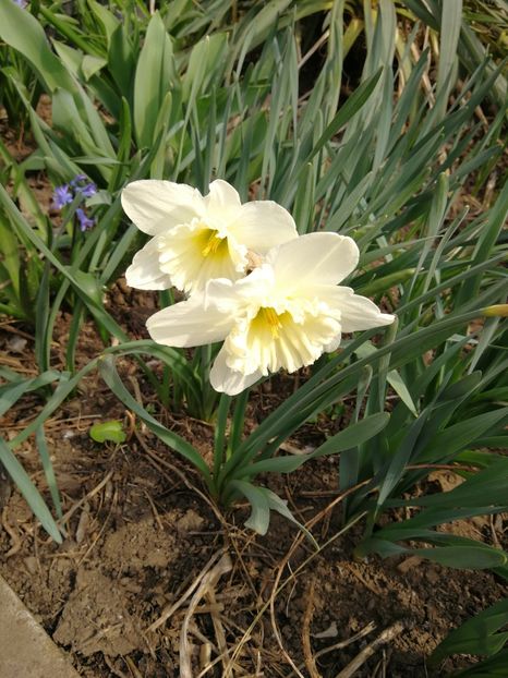  - Flori de grădină-2022