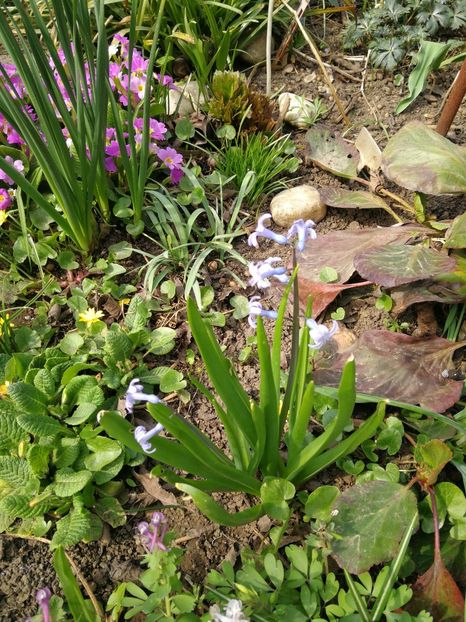  - Flori de grădină-2022