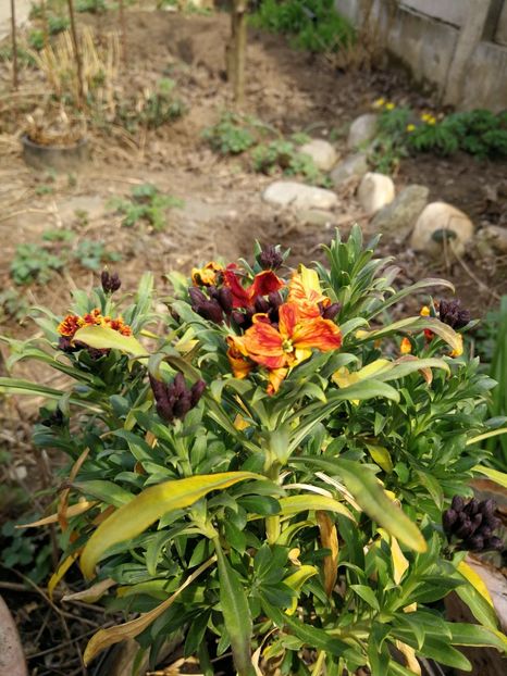  - Flori de grădină-2022