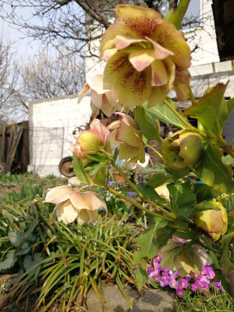  - Flori de grădină-2022