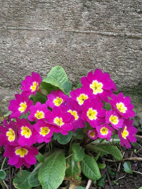  - Flori de grădină-2022