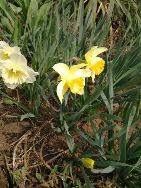  - Flori de grădină-2022