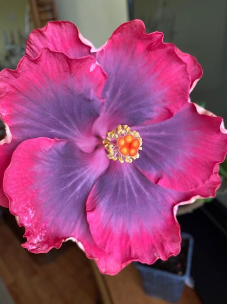 Purple Pashmina - 35 lei - lastari rezervati A