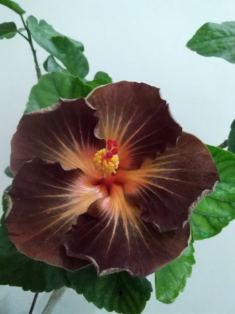  - Hibiscus Black Jack