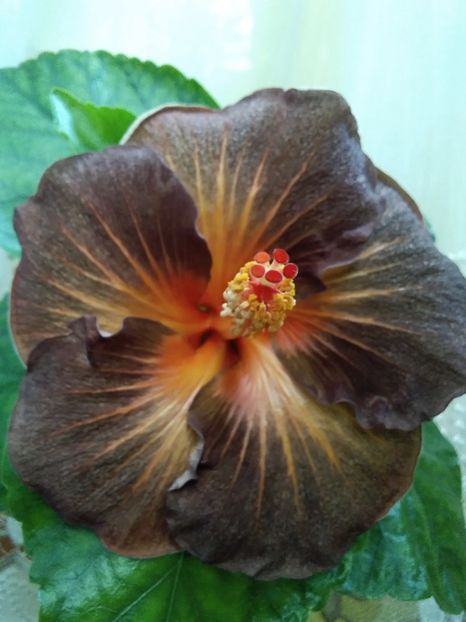  - Hibiscus Black Jack