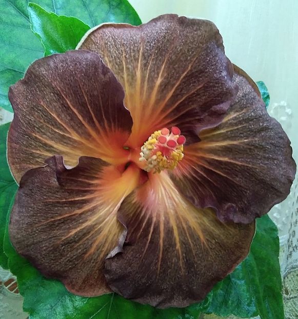  - Hibiscus Black Jack