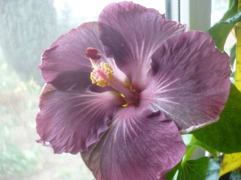 01.04.2022 - HIBISCUSI 2022-1