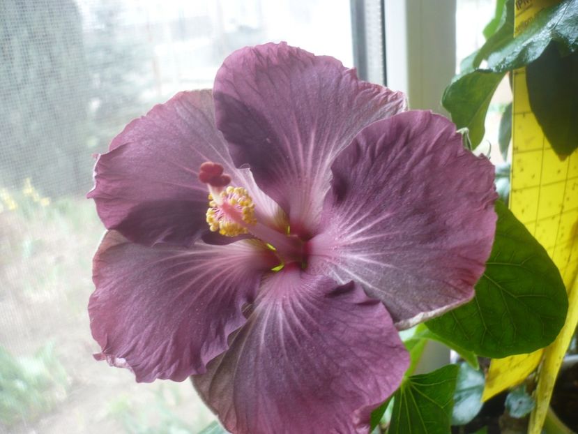 P1510550 - HIBISCUSI 2022-1