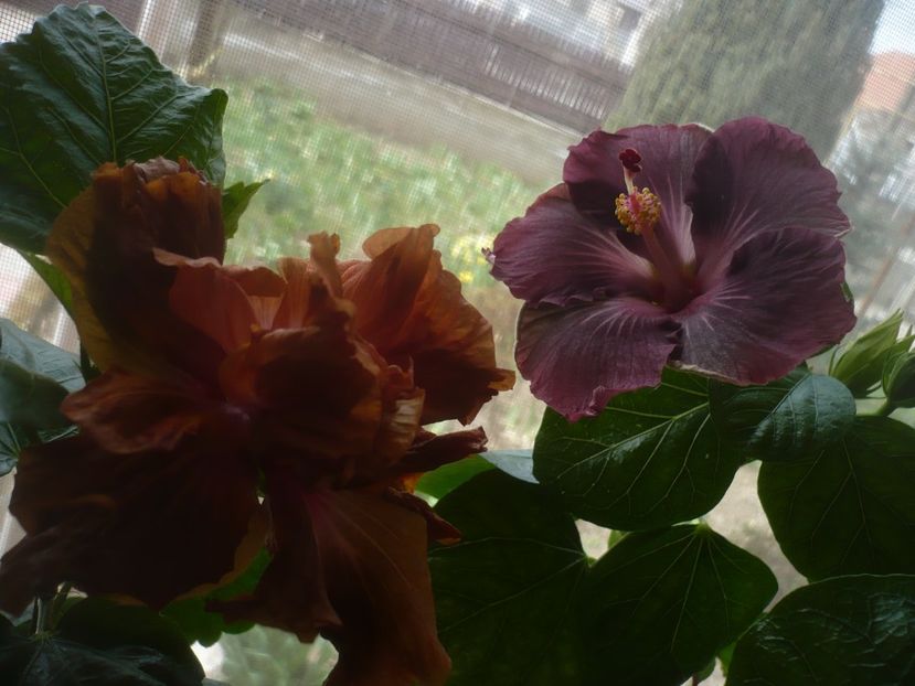 P1510552 - HIBISCUSI 2022-1