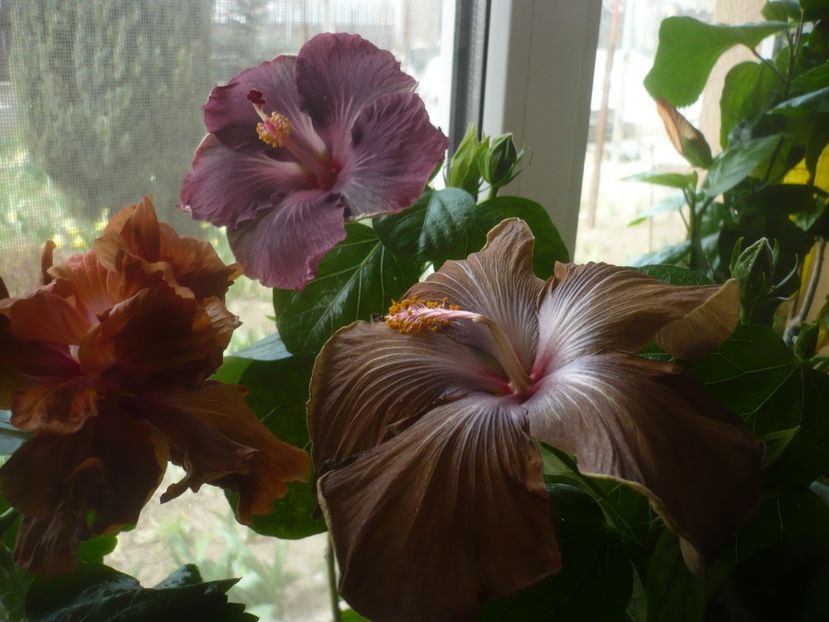 P1510553 - HIBISCUSI 2022-1