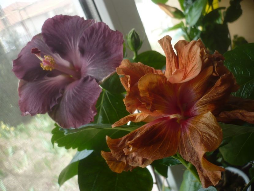 P1510554 - HIBISCUSI 2022-1