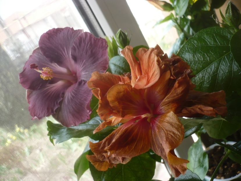 P1510556 - HIBISCUSI 2022-1