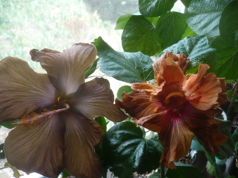 P1510557 - HIBISCUSI 2022-1