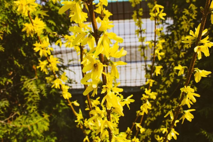 IMG-20220401-WA0006 - Sub tutela soarelui