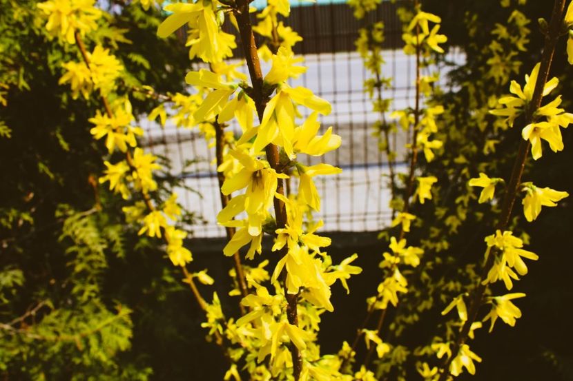 IMG-20220401-WA0004 - Sub tutela soarelui