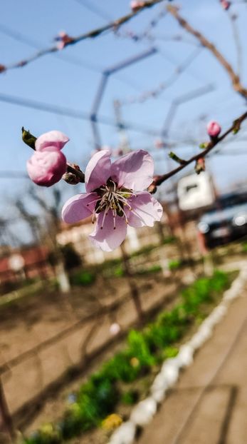 IMG-20220401-WA0018 - Sub tutela soarelui