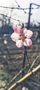 IMG-20220401-WA0017 - Sub tutela soarelui