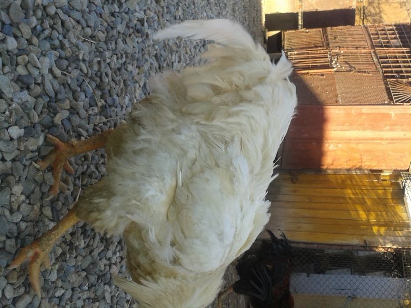  - G3 - un buchet de 5 bucăți - SEMIFINALA masculină a SERIEI I - 2021