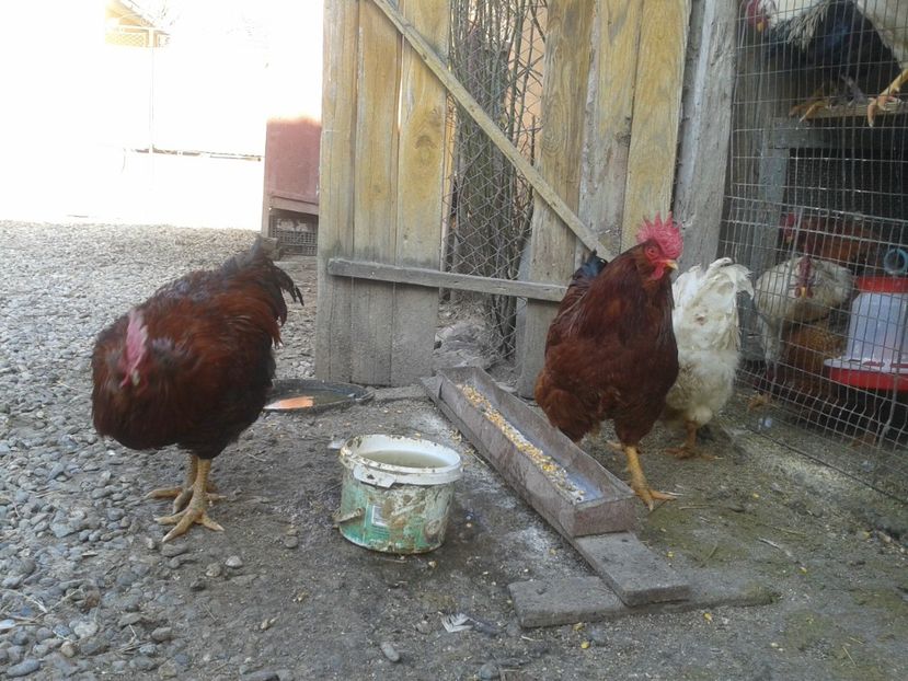  - G3 - un buchet de 5 bucăți - SEMIFINALA masculină a SERIEI I - 2021