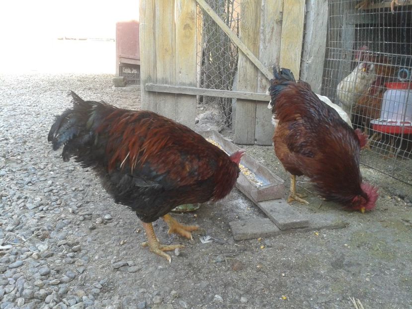  - G3 - un buchet de 5 bucăți - SEMIFINALA masculină a SERIEI I - 2021