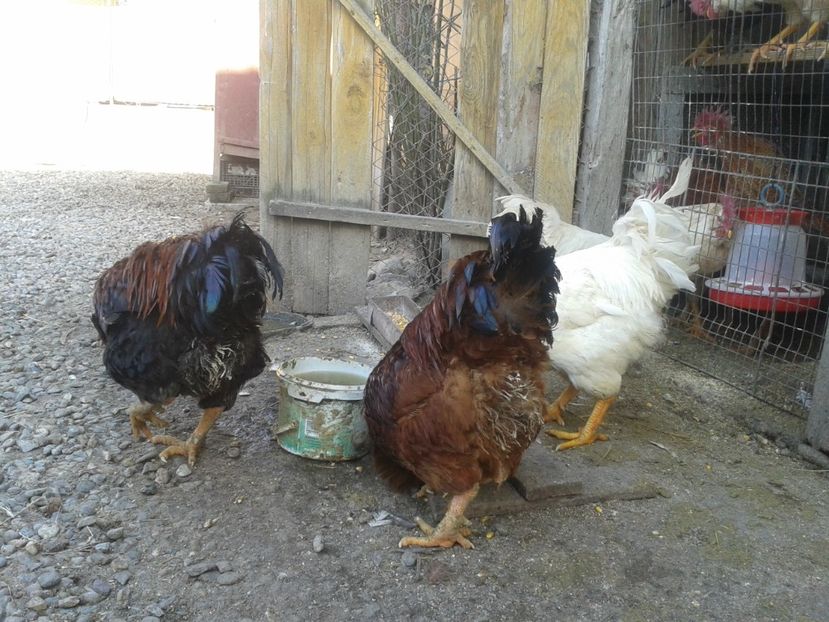  - G3 - un buchet de 5 bucăți - SEMIFINALA masculină a SERIEI I - 2021