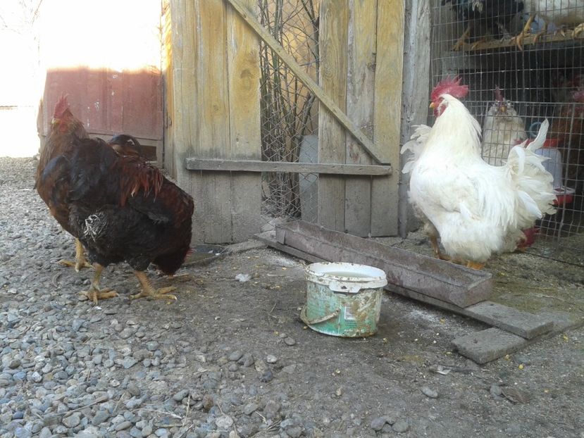  - G3 - un buchet de 5 bucăți - SEMIFINALA masculină a SERIEI I - 2021