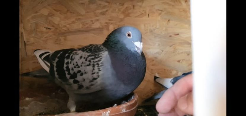 ,,iZi’’ Loc 3 Jud Izium 1051 km Yarling Loc 19 Jud Izium 11.86 pct1687 p Loc 116 Lansare Izium 1051  - Cpl 3