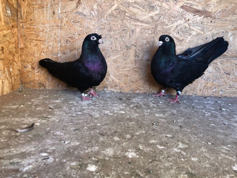 1 - 5-Perechi pana simpla 2022