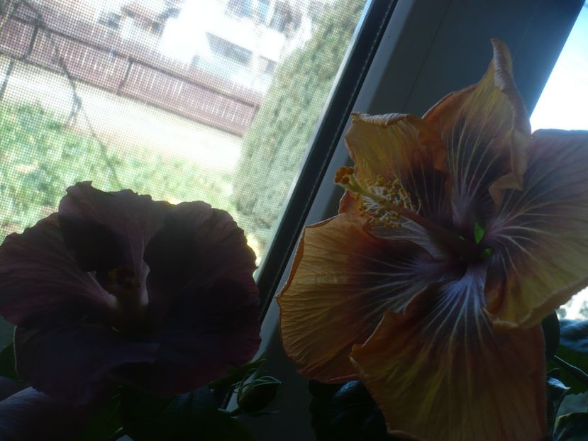 P1510559 - HIBISCUSI 2022-1