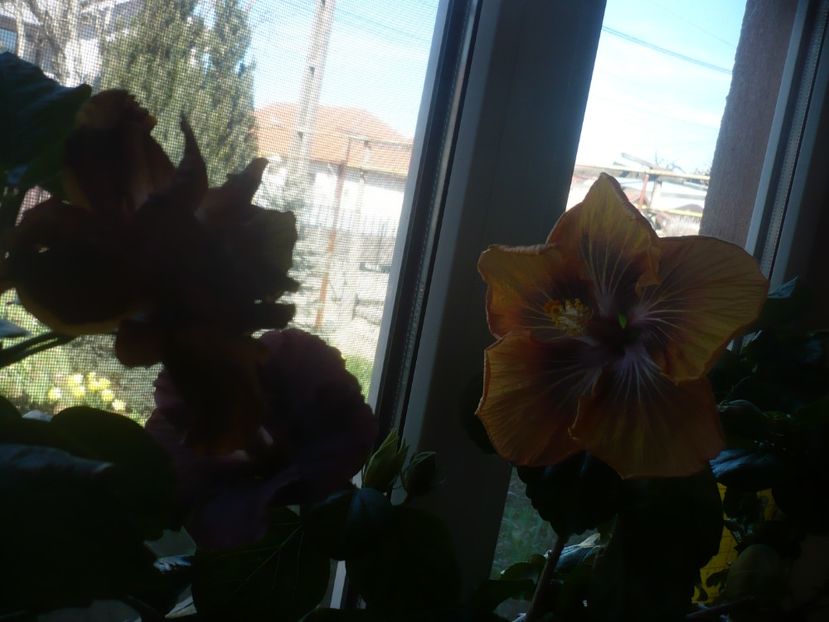 P1510560 - HIBISCUSI 2022-1