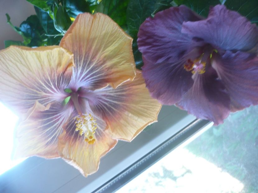 P1510564 - HIBISCUSI 2022-1