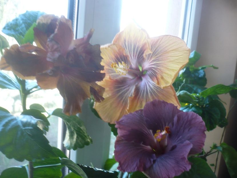 P1510565 - HIBISCUSI 2022-1