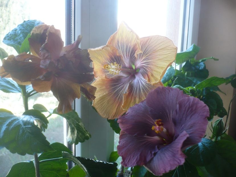 P1510567 - HIBISCUSI 2022-1