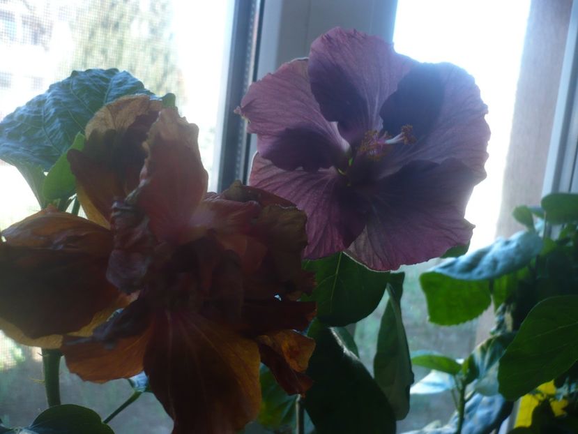 P1510570 - HIBISCUSI 2022-1