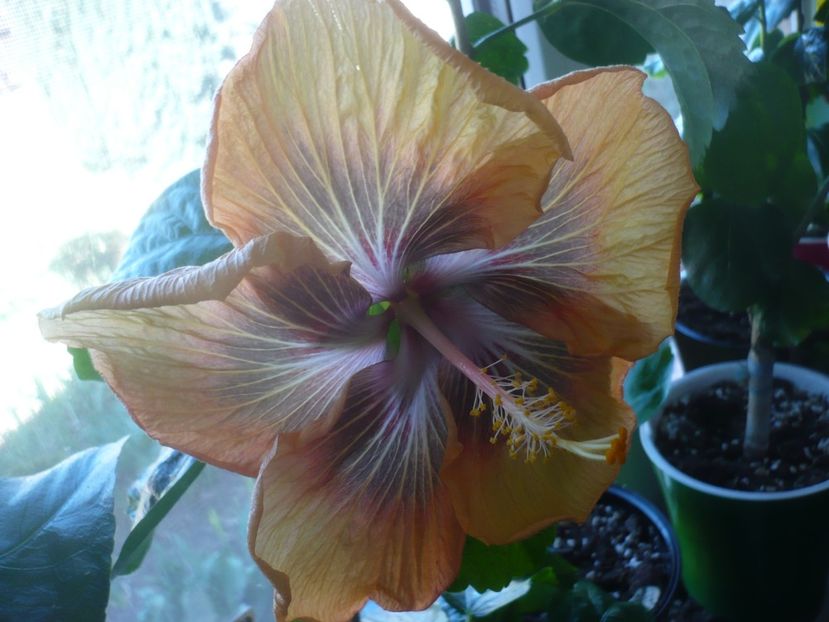 P1510571 - HIBISCUSI 2022-1