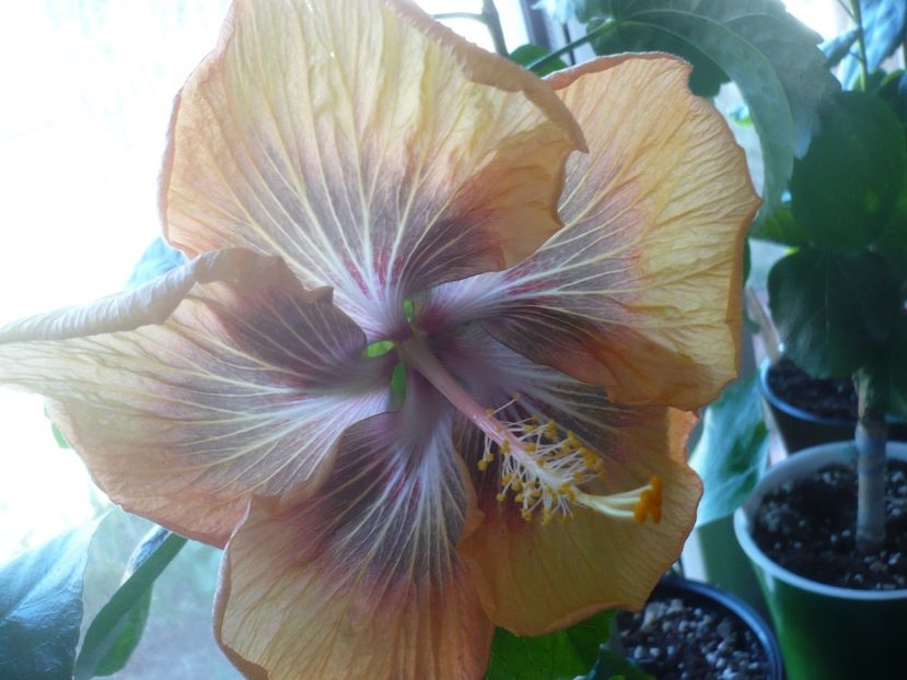 P1510572 - HIBISCUSI 2022-1