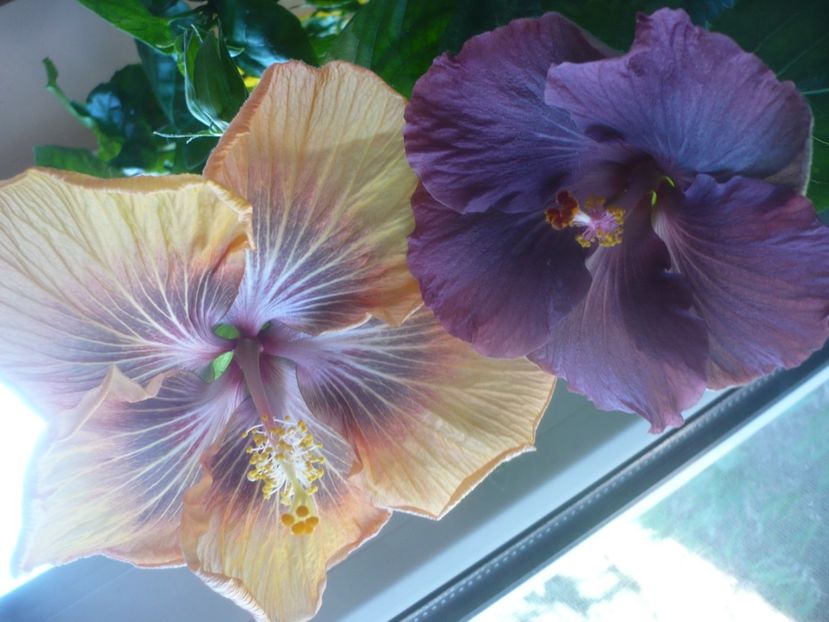 P1510563 - RK Daniela