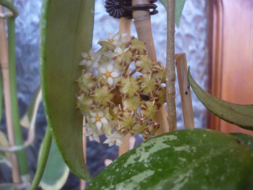 P1510577 - HOYA 2022-1