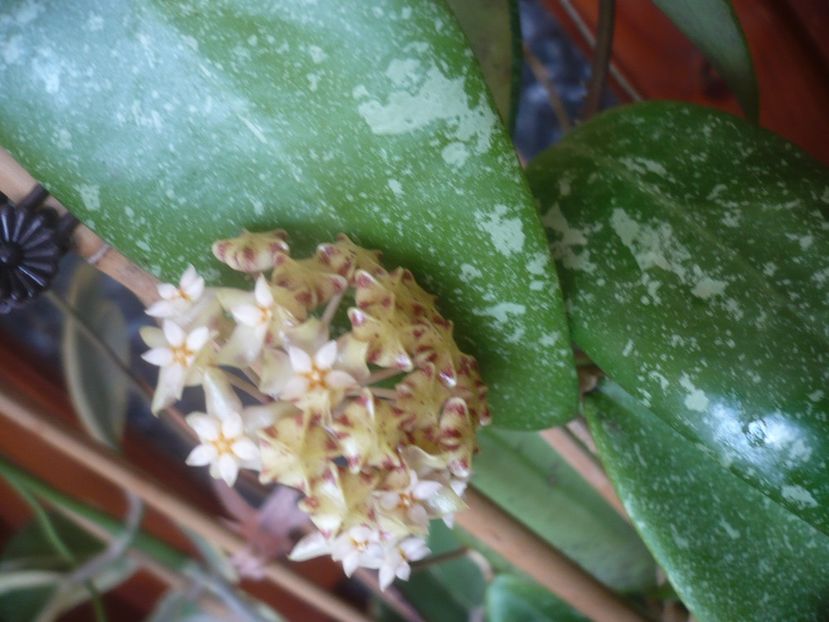P1510587 - HOYA 2022-1