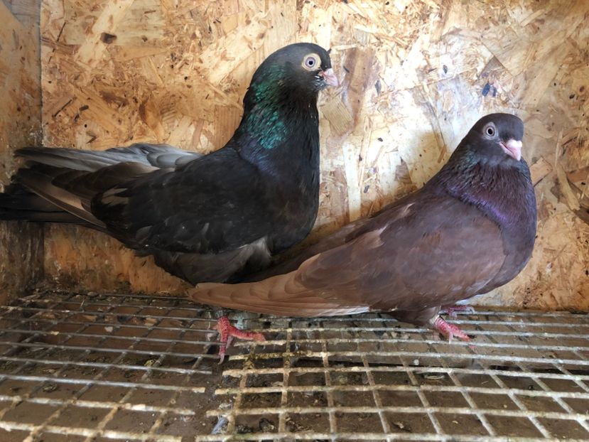 7 - 5-Perechi pana simpla 2022