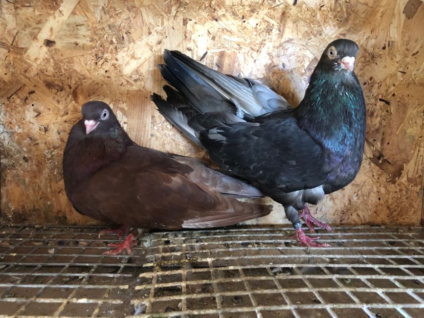  - 5-Perechi pana simpla 2022