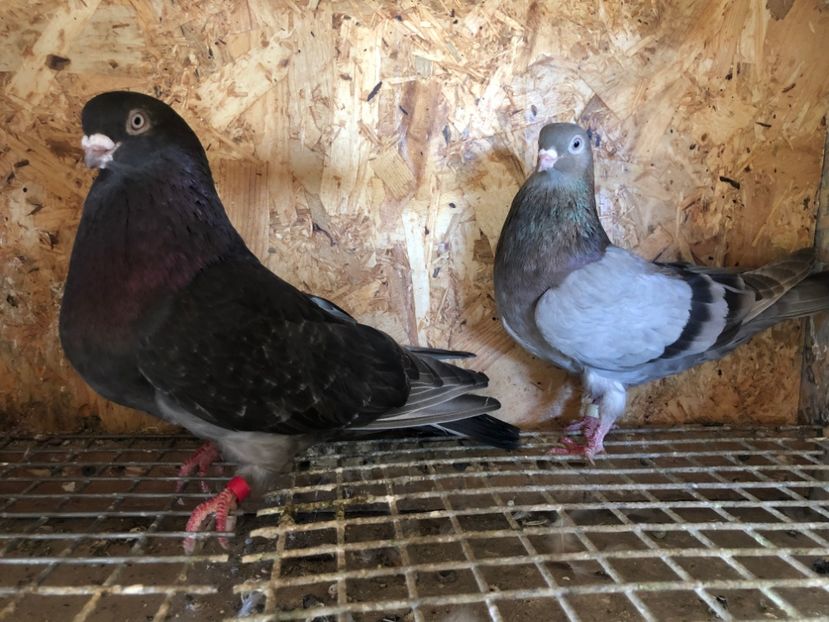 10 - 5-Perechi pana simpla 2022