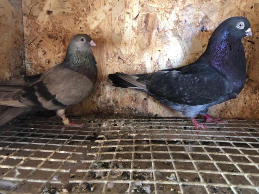  - 5-Perechi pana simpla 2022