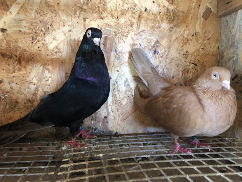 11 - 5-Perechi pana simpla 2022