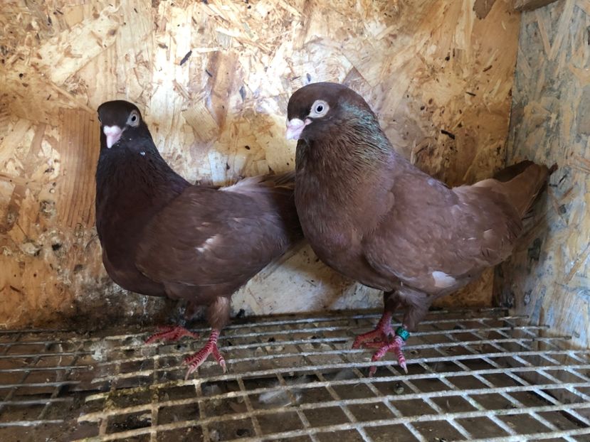 12 - 5-Perechi pana simpla 2022