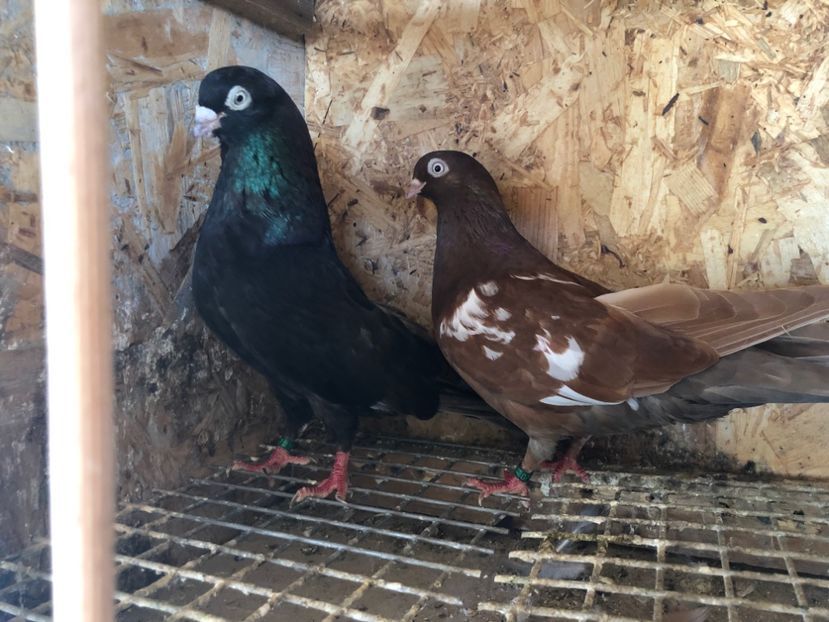 14 - 5-Perechi pana simpla 2022