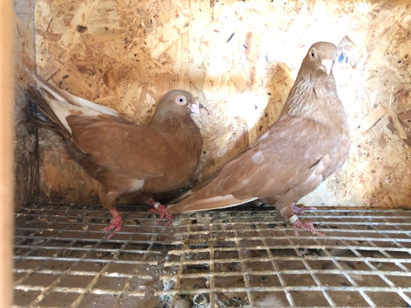  - 5-Perechi pana simpla 2022