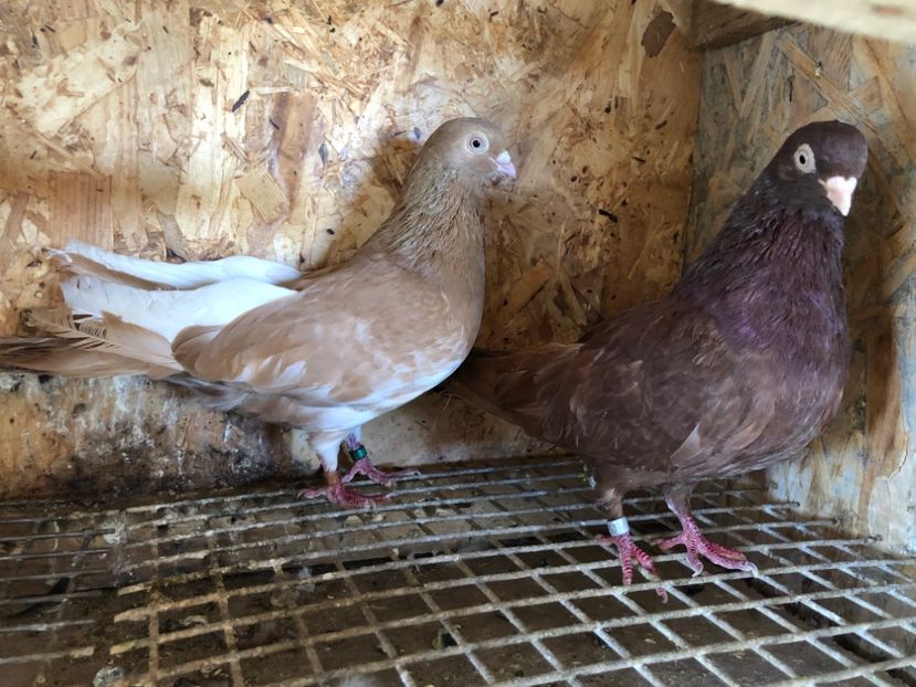 16 - 5-Perechi pana simpla 2022