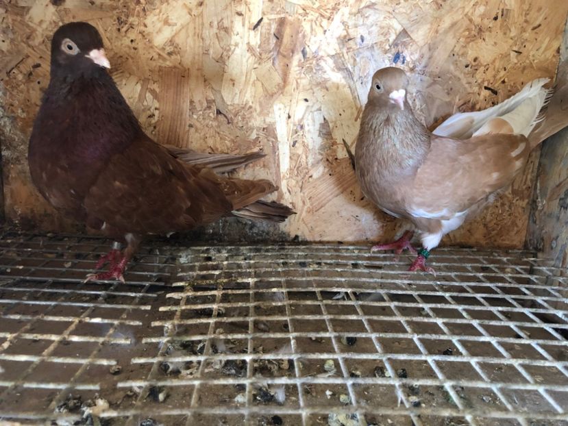  - 5-Perechi pana simpla 2022