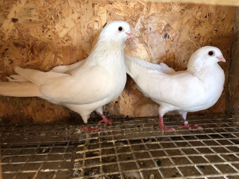 17 - 5-Perechi pana simpla 2022